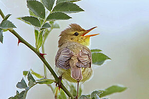 Photo oiseau Ça chante à la réserve !