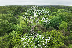 Photo d'un arbre avec des racines