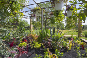 Midi au jardin : Plantes du jour
