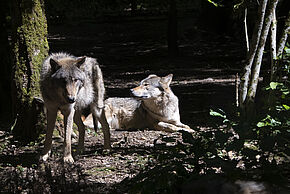 Photo de loups