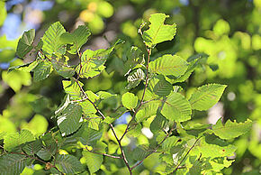 Photo "Reconnaître les arbres"