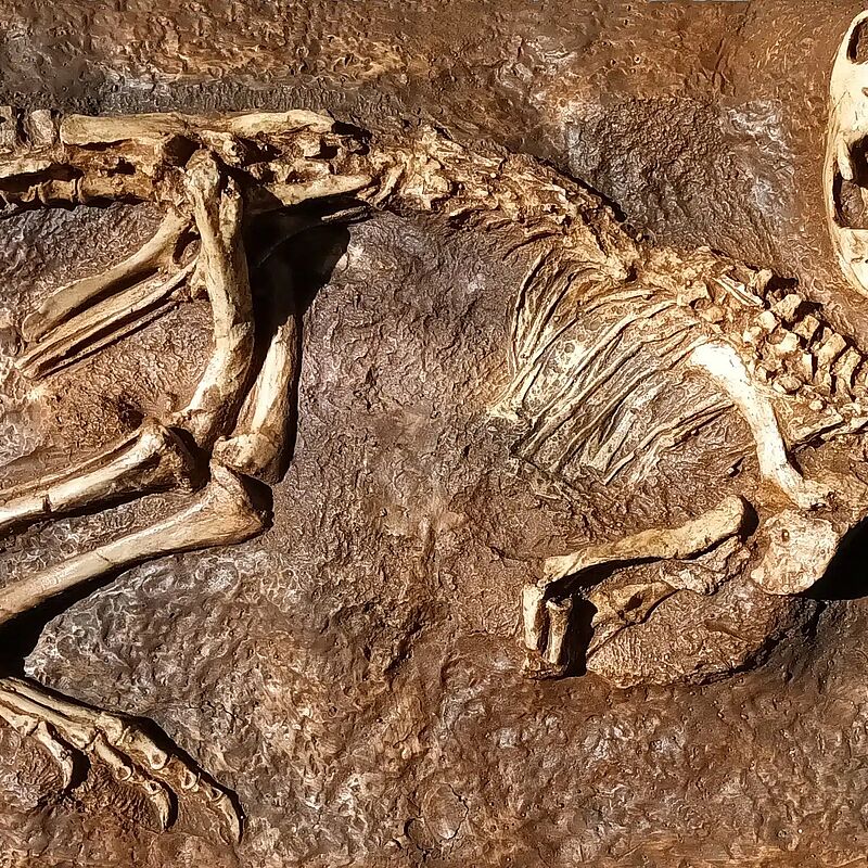 Le secret des dinosaures
