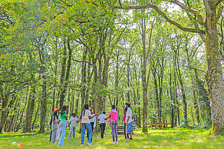 arbres vus du bas dans un bois avec un groupe d'enfants devant