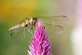 photo de'Atelier parents/enfants "À la découverte de l'Îlot Tison"