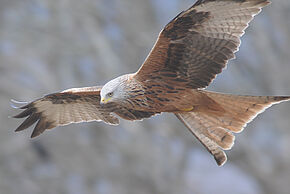 Photo d'un oiseau en vol