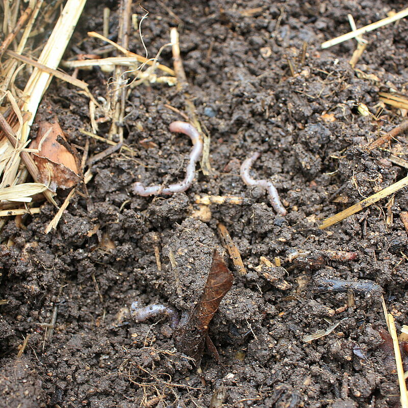 Midi au jardin : fabriquer et réussir son compost