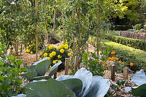Photo Midi au jardin : conseil de jardinier
