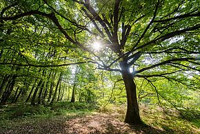 Bois de Saint-Pierre