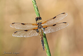 Photo "Mesdemoiselles les libellules"