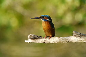 photo d'oiseau