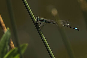 photo d'une libellule