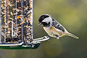Nourrir les oiseaux en hiver