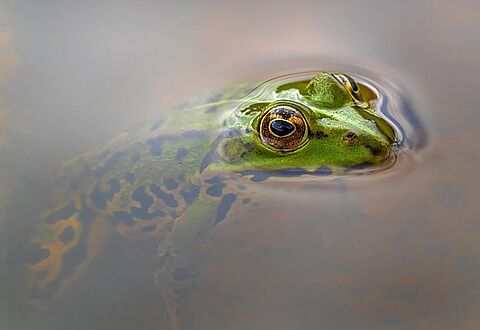 Photo "La biodiversité de nos rivières"