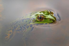 Photo "La biodiversité de nos rivières"