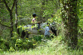 photo d'une balade dans la forêt à dos de poney