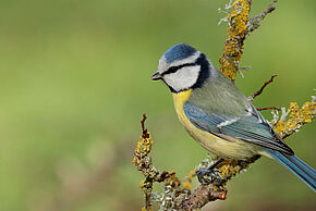 Photo d'un oiseau sur une branche d'arbre