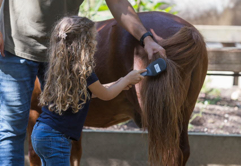 Découverte du poney et de son milieu