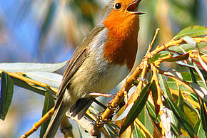 Photo "Les oiseaux les yeux fermés"