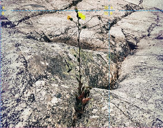 Saxifraga par la Cie Rouge Eléa