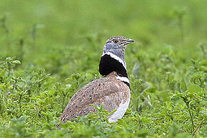 Photo outarde L’outarde et les oiseaux de plaine