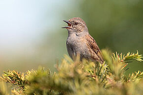 Photo "Les premiers chants d’oiseaux"