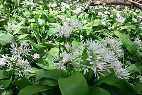 Balad'âne ail des ours