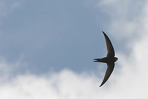 photo de martinet noir