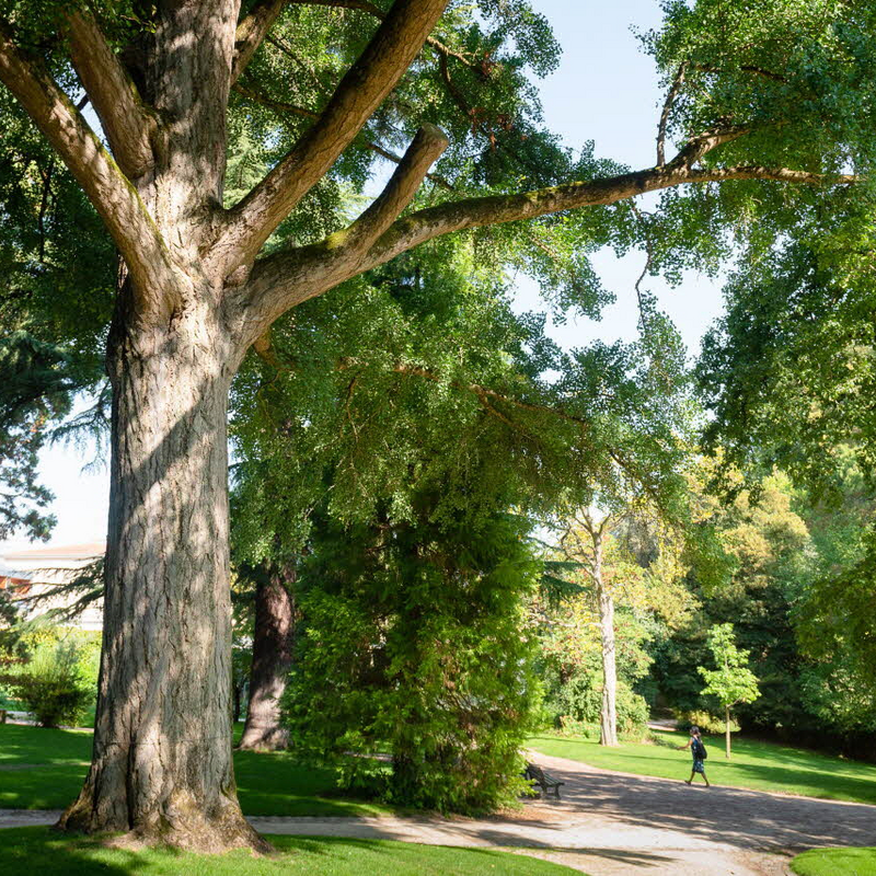 Nos arbres remarquables