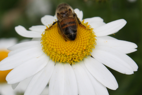 Abeille sur une fleur