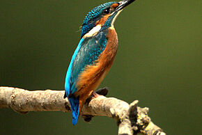 Photo "Découverte de la réserve naturelle régionale de Saint-Cyr" 