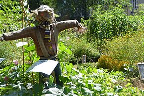 Photo Midi au jardin : La permaculture, c'est nul ?