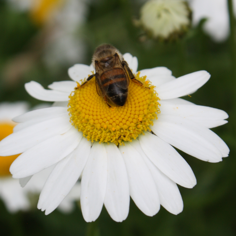 Nos amis du jardin