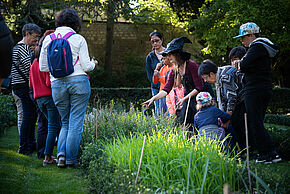 Photo Plantes de sorcières