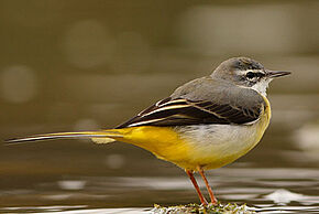 Photo oiseau Les premiers chants du printemps