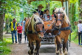 Découverte de la forêt en attelage avec l’animateur nature.