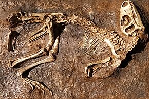 Le secret des dinosaures