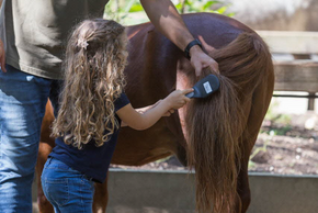 Photo Découverte du poney et de son milieu 