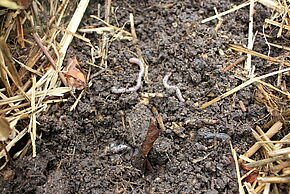 photo de compost