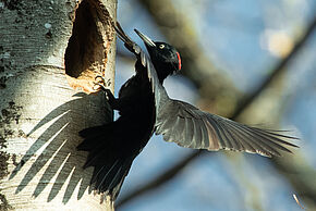 Photo d'un oiseau sur un arbre