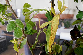 Le monde des insectes