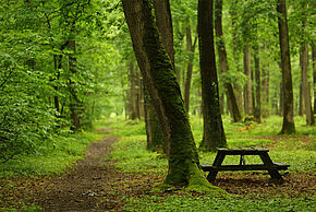 Forêt de Saint-Sauvant