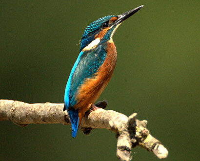 Photo "Découverte de la réserve naturelle régionale de Saint-Cyr"