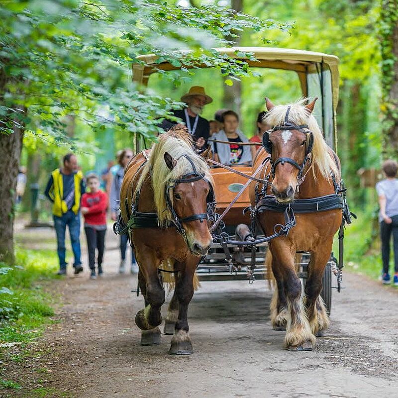 Découverte de la forêt en attelage avec l’animateur nature.