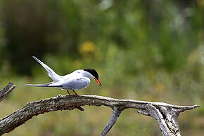 Photo "Permanence à la réserve naturelle régionale de Saint-Cyr"