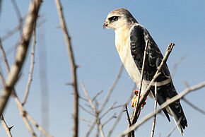 Photo "Rapaces sur un plateau !"