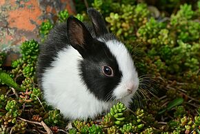 Atelier Parent-Enfant "Augustin le lapin"