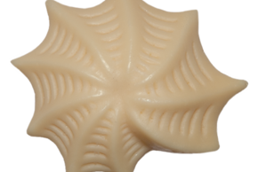 Photo "Atelier jeune public : Le monde des foraminifères"