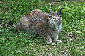 Lynx