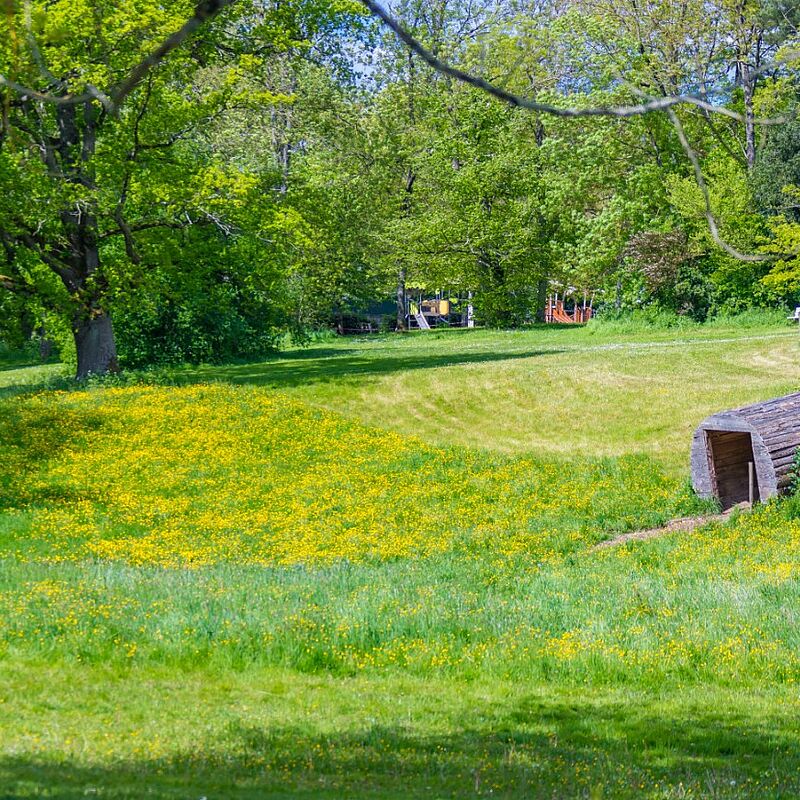 Midi au jardin : Qu'arrive-t-il à nos pelouses ?