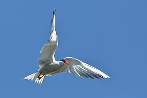 Photo d'une oiseau